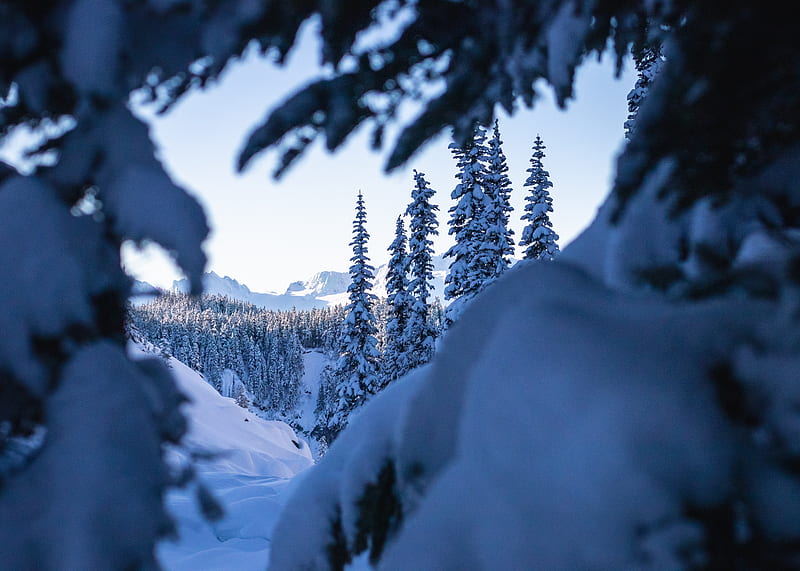 spruce, trees, snow, winter, nature, landscape, HD wallpaper