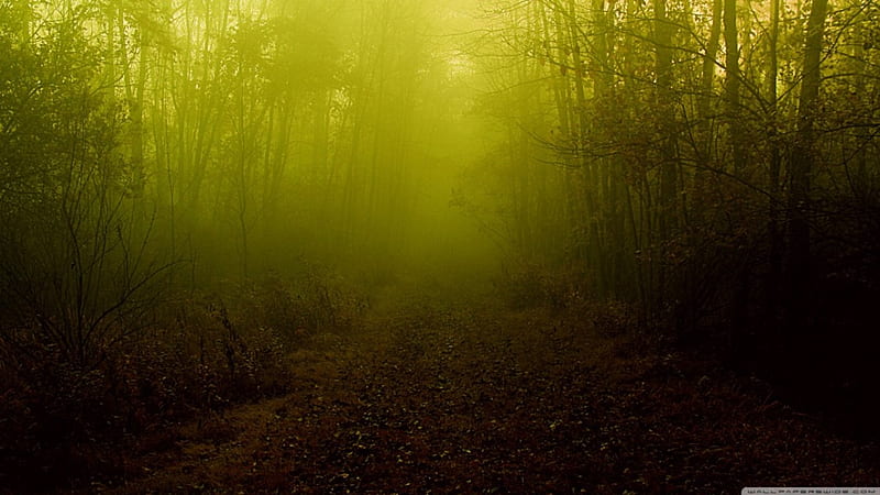 The fog that never ends, forest, fall, autumn, fog, mist, darkness, dark, path, nature, way, scene, landscape, HD wallpaper