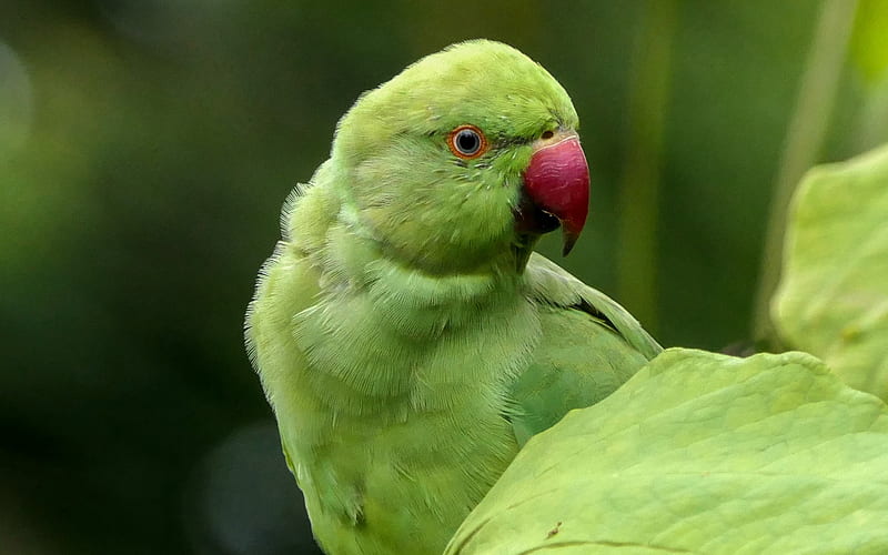 Rose-ringed parakeet, green parrot, beautiful birds, parrots, rose-ringed parakeet, South Asia, HD wallpaper