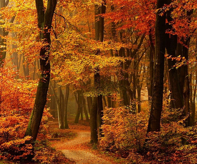 Golden Retreat, forest, colorful, fall, autumn, golden, yellow, trees ...