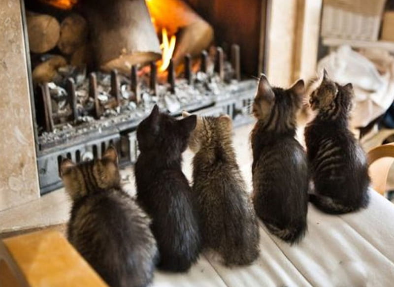 Cats, foc, la, cald, pisicute, HD wallpaper