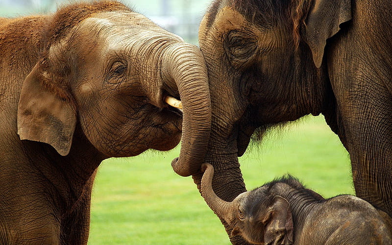 elephants, African elephant, elephant family, cute animals, Africa, wild animals, HD wallpaper