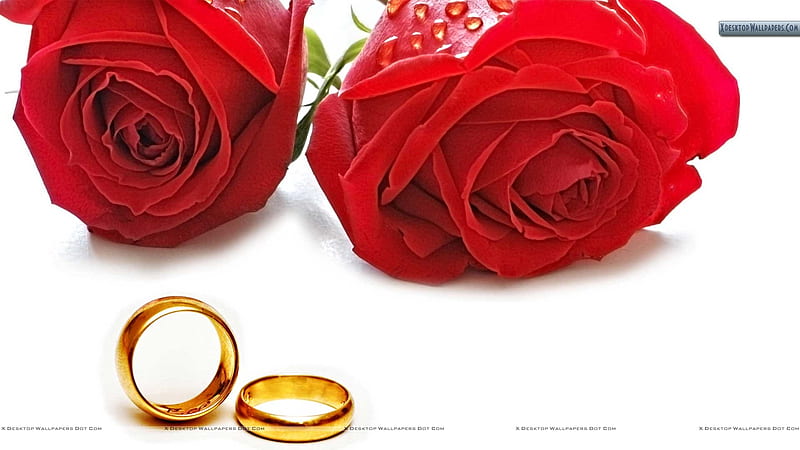 Red roses with Golden wedding rings., couple, love, together, commitment, HD wallpaper