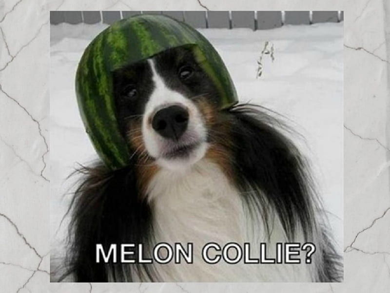 MELON COLLIE, MELON, HEAD, DOG, WATER, HD wallpaper