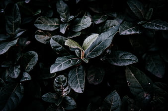 Drops branch-Plant close-up, HD wallpaper | Peakpx