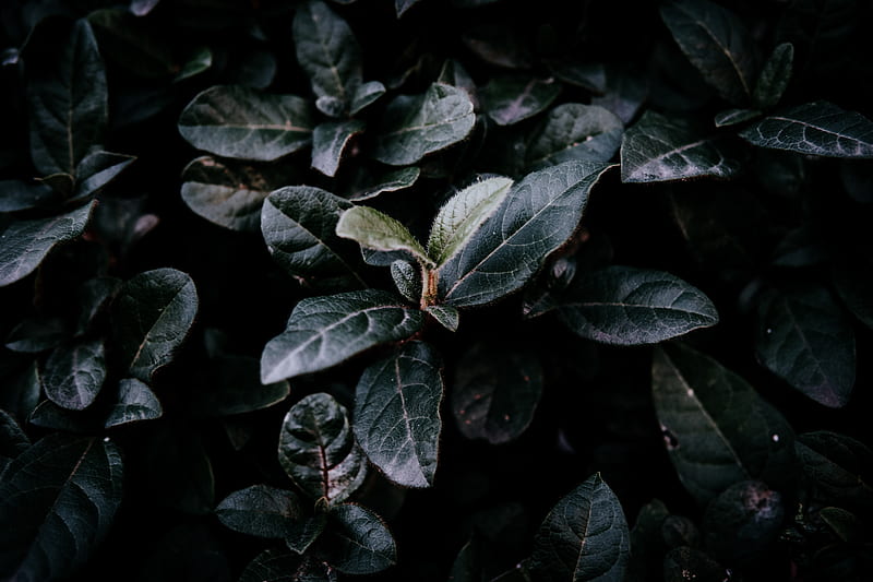 leaves, plants, close-up, dark, Nature, HD wallpaper
