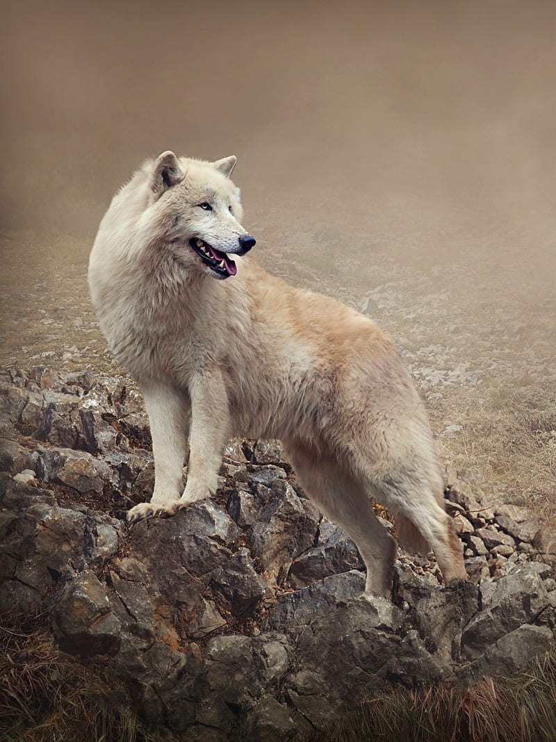 Wolf, animal, nice animals, predaror, white, wild, HD phone wallpaper