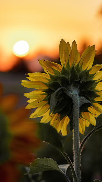 Palabras clave de fondo de pantalla: girasol luz del sol | Peakpx