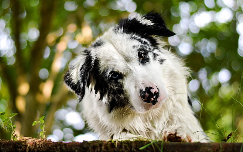 Australian Shepherd, white puppy, spotted dog, pets, cute animals, dogs, forest, heterochromia, Aussie, HD wallpaper