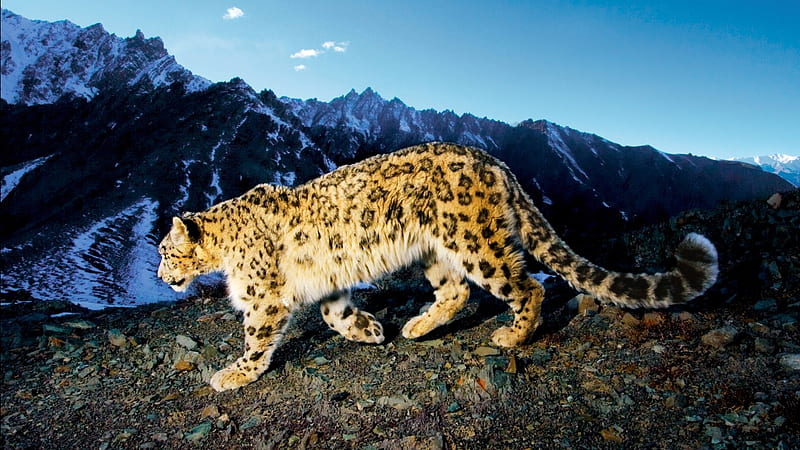 prowling leopard, prowling, leopard, snow, mountains, HD wallpaper