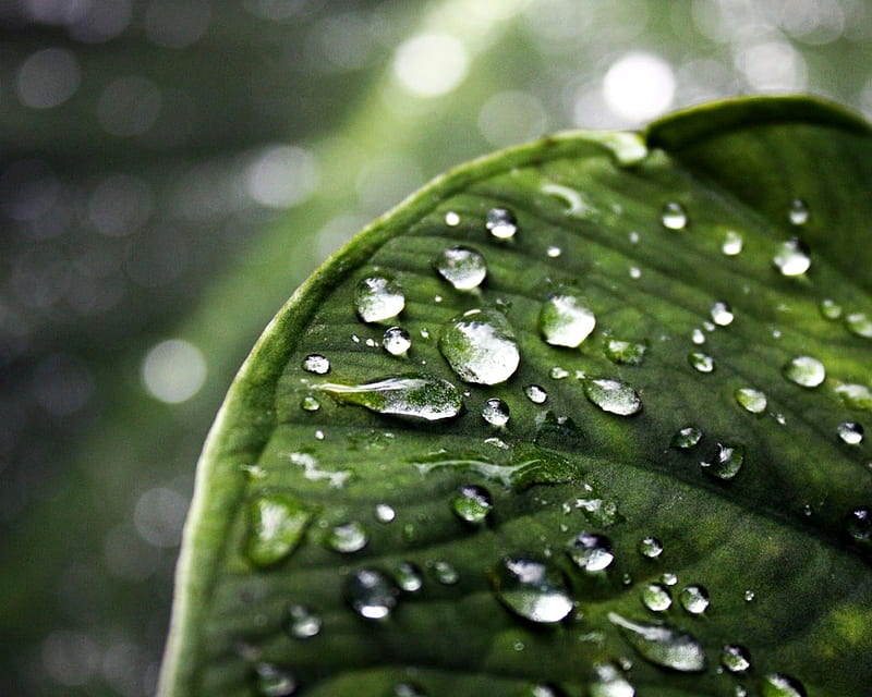 DEW DROPS, dew, green leaf, water, drops, HD wallpaper | Peakpx