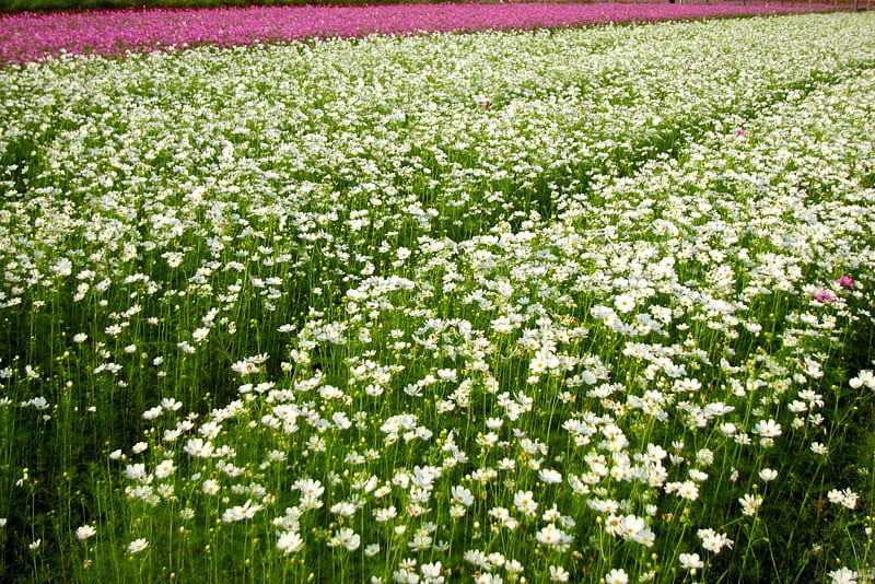 Beautiful fields of flowers., fields of flowers, bonito, cosmos, white, pink, HD wallpaper