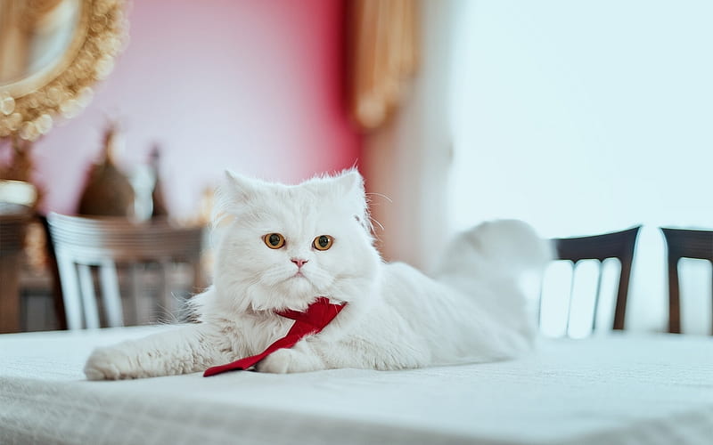 Persian cat, white cat, domestic cats, pets, cats, white Persian Cat, HD wallpaper