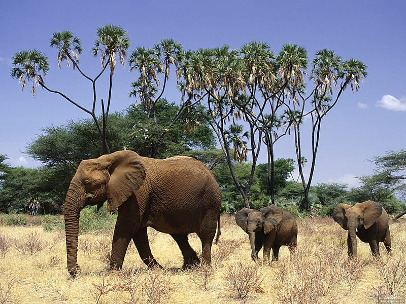 THE LONG WALK HOME, bushveld, elephants, national parks, savannah, big five, calves, africa, HD wallpaper