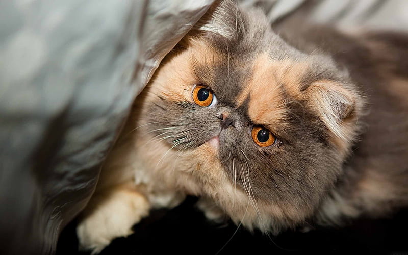 persian cat, muzzle, cute animals, kitten, cats, HD wallpaper