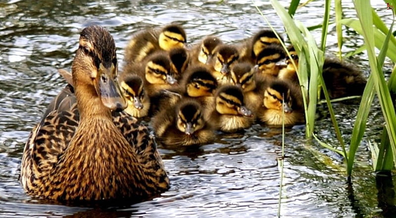 Duck Family, water, plants, ducks, nature, ducklings, chicks, HD wallpaper
