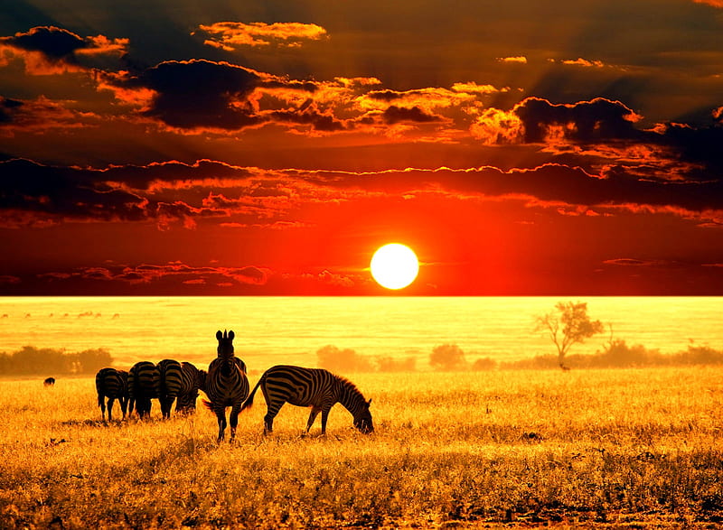 Zebras at Sunset, sun, background, central africa, afternoon, sundown, nice, gold, multicolor, bright, sunbeam, sunrises, dawn, brightness, fire, sunrays, zebras, kenia, red, beaut, sphere, africa, leaves, beije, animals, night, stripes, horizon, shadow, maroon, south africa, day, nature, branches, clarity, orange, yellow, clouds, lightness, filds, evening, golden, black, bugs, trees, sky, horses, cool, awesome, sunshine, fullscreen, colorful, brown, trunks, critters, ball, sunsets, hot, light, amazing, multi-coloured, colors, leaf, plants, colours, natural, shiny, HD wallpaper
