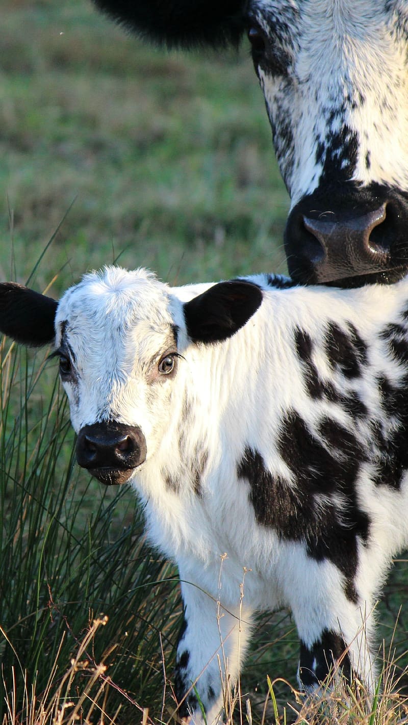 Cute Baby Animals, Calf With The Cow, cow, calf, animal, cute, HD phone wallpaper