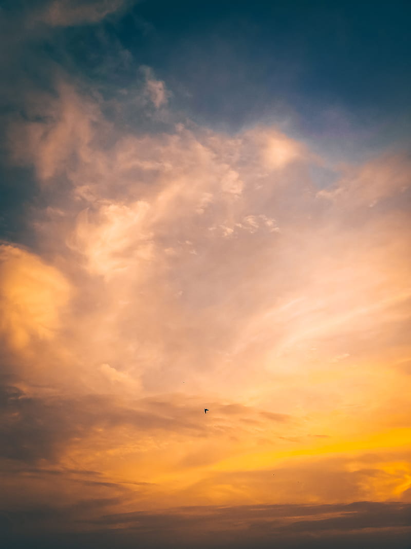 bird, flight, sunset, sky, HD phone wallpaper