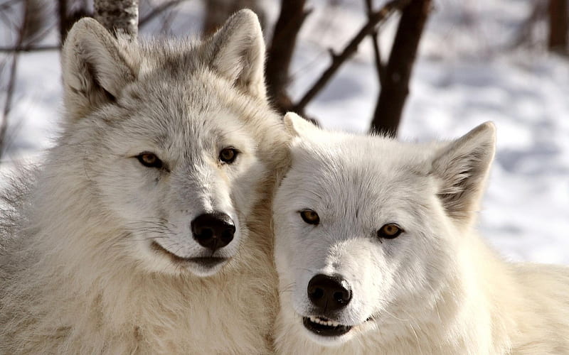 Lobos blancos, lup, lobo, blanco, pareja, animal, invierno, Fondo de  pantalla HD | Peakpx