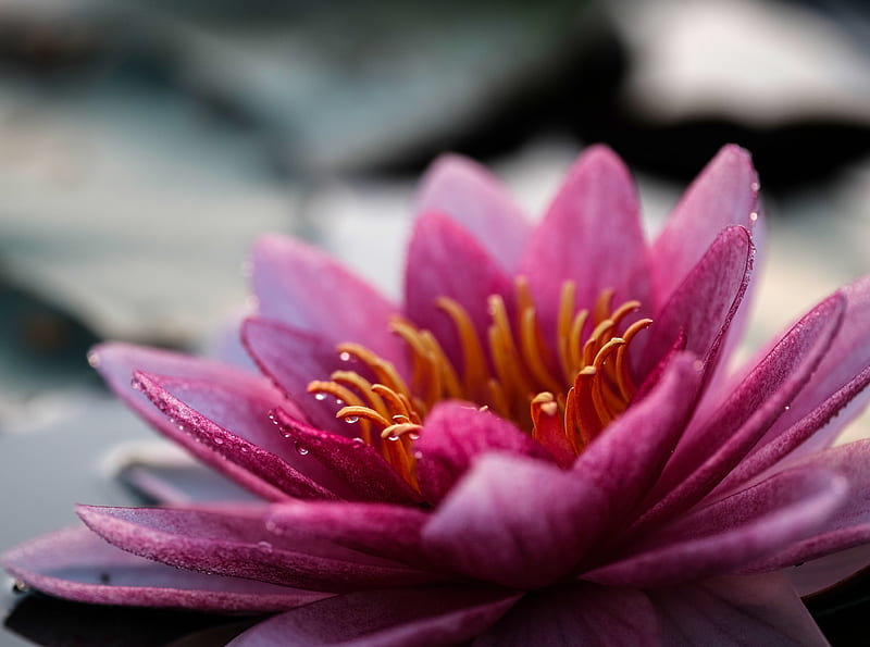 Water Lily Flower Close-up Ultra, Nature, Flowers, Flower, Macro, Closeup, waterlily, flora, HD wallpaper