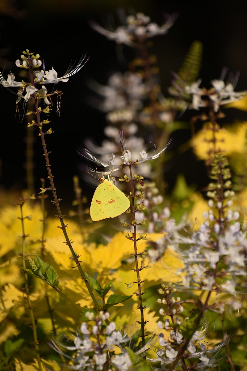 butterfly, yellow, flowers, insect, macro, HD phone wallpaper