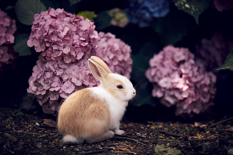 Little bunny, rabbit, hydrangea, little, easter, animal, cute, flower, bunny, pink, HD wallpaper