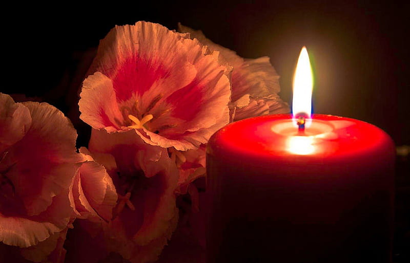 panies and candle light, red, romantic, romance, panies, candles, candle light, flowers, large flowers, pink, HD wallpaper