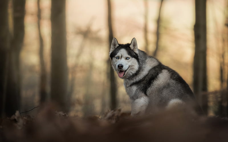 husky, forest, white gray dog, pets, dogs, HD wallpaper