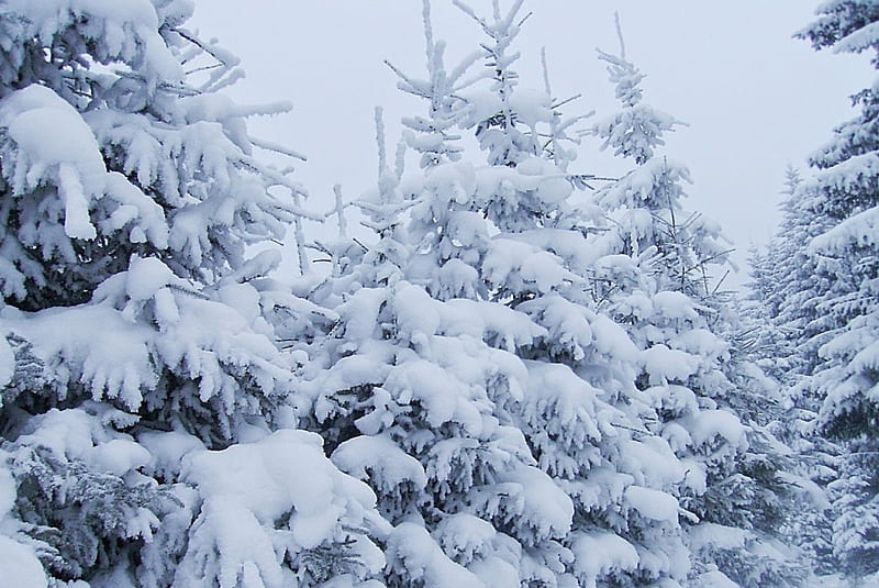 Winter in Maramures, in, Maramures, Romania, iarna, HD wallpaper