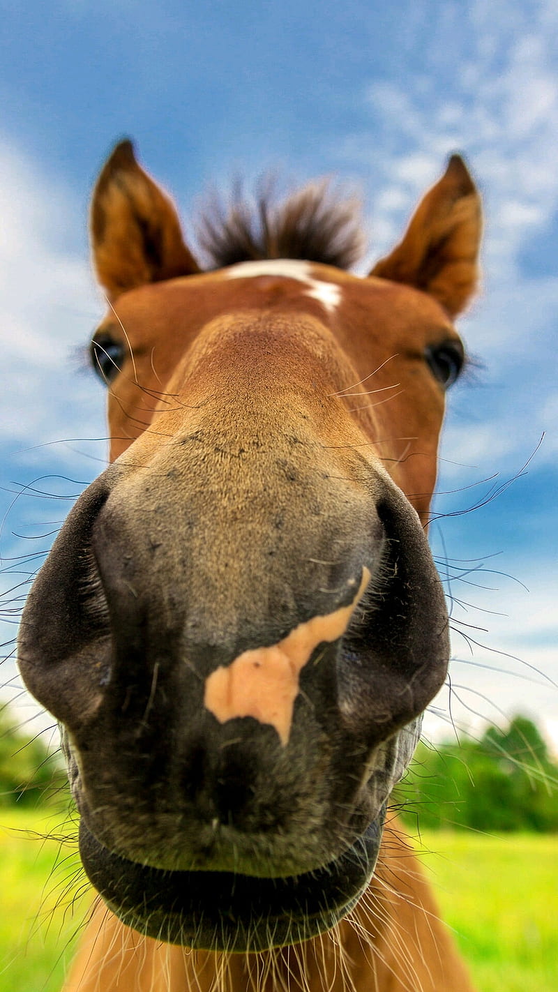 Cavallo Muso, horses, horse, icio, HD phone wallpaper