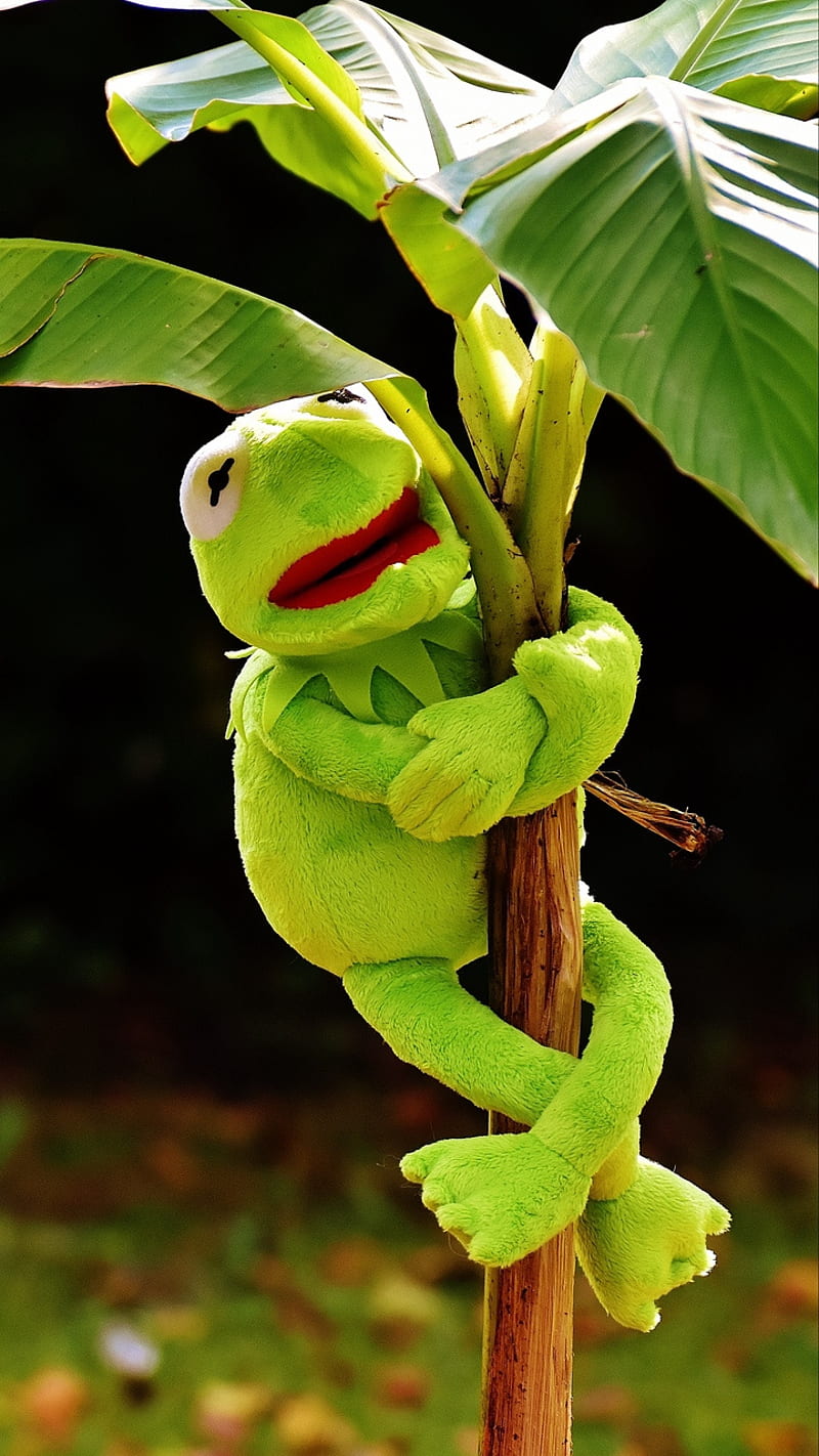 Kermit on a tree, the, frog, hanging, HD phone wallpaper
