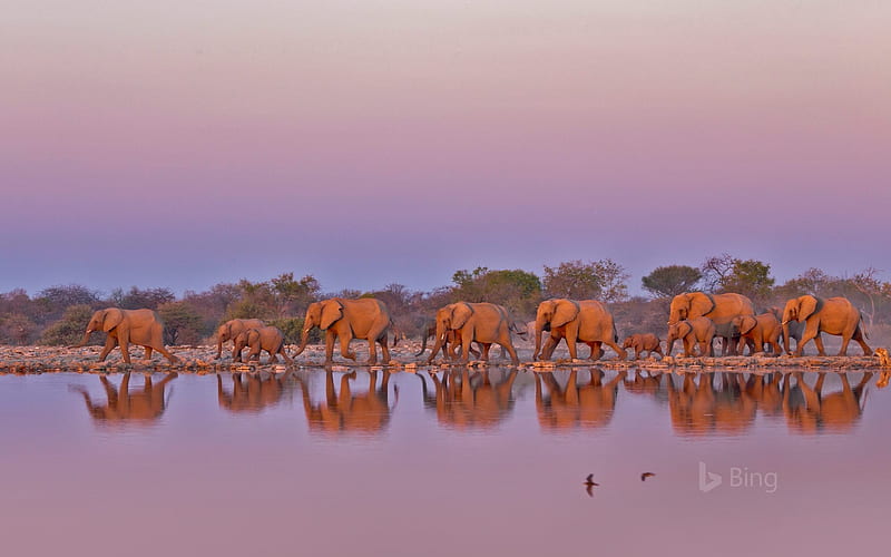 At Kurger National Park South Africa For World Elephant Day, South, Africa, Kruger, National, Park, World, For, At, Elephant, Day, HD wallpaper