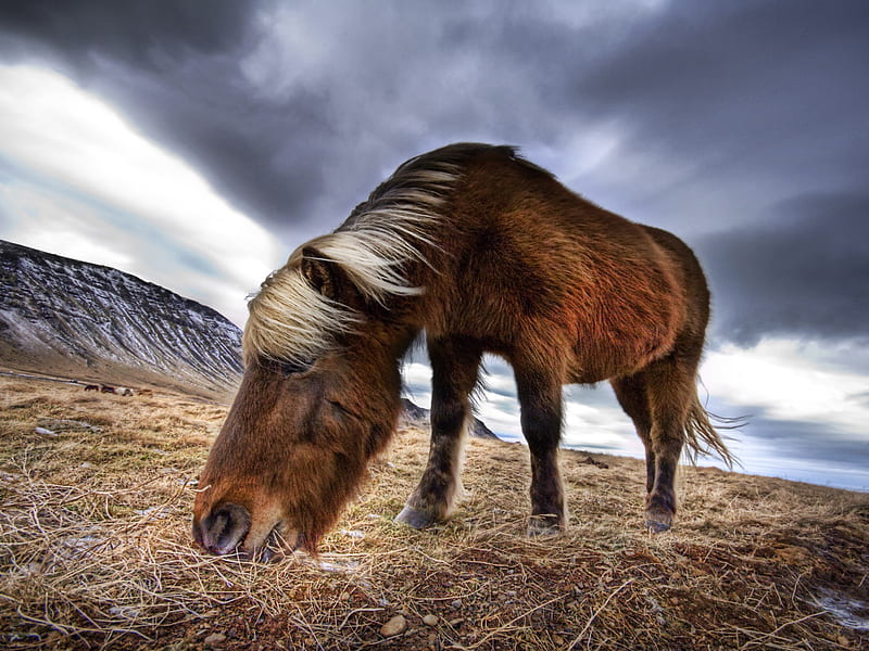 icelandic horse, pretty, horse, sky, clouds, animal, graphy, mane, ride, nature, HD wallpaper