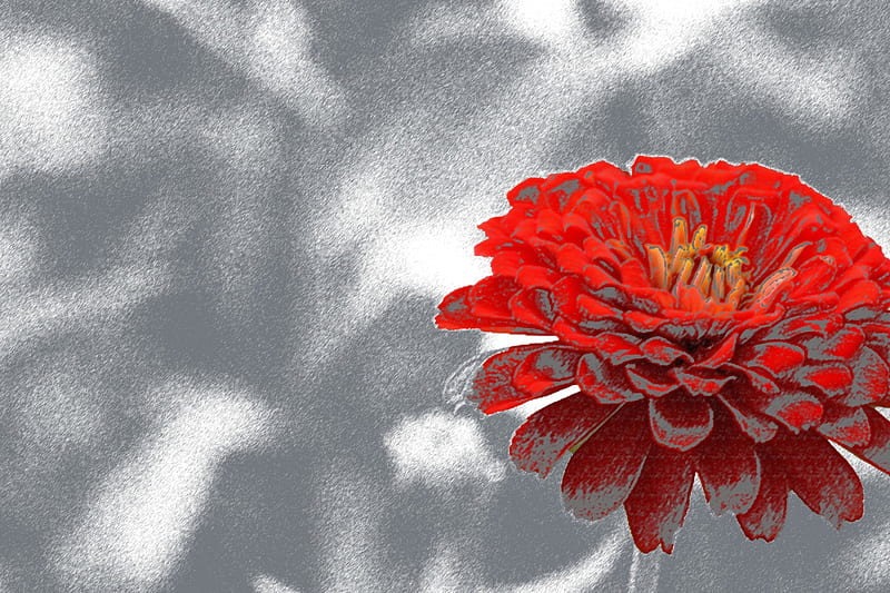 Sketched Beauty, sketch, art, colored pencil, red flower, HD wallpaper