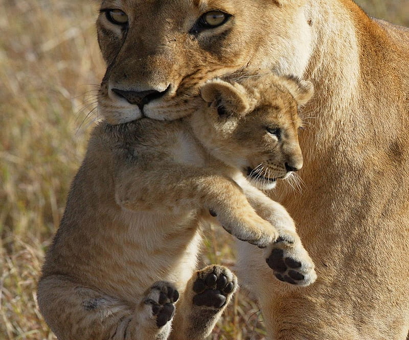 Lioness and cub, cub, mouth, lioness, moving cub to safety, HD ...