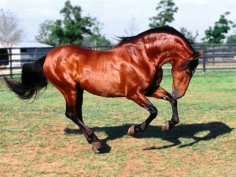 Bay Andalusian Horse, bay, horse, andalusian, spanish, HD wallpaper