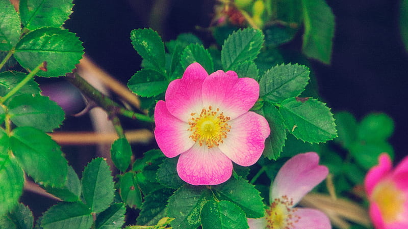 Wild rose, vara, rose, green, wild, flower, summer, eric muhr, pink, HD wallpaper