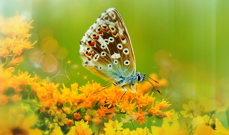 Animal, Butterfly, Flower, Insect, Macro, HD wallpaper