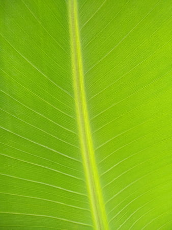 Leaf In Sun, leaf, green, summer, bright, HD wallpaper