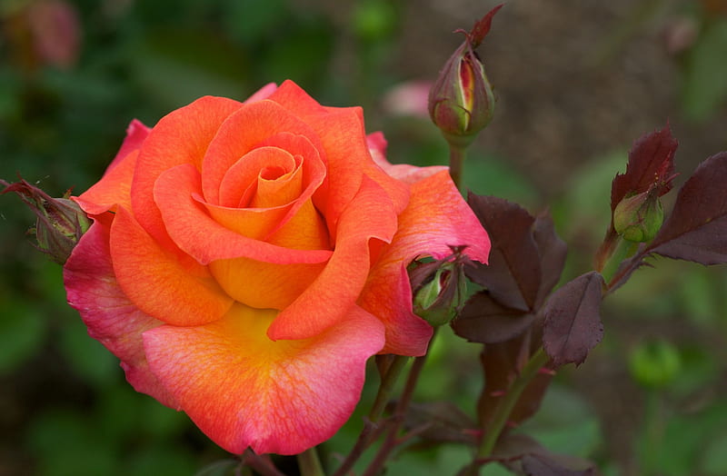 * Rose *, rose, flower, bonito, petals, orange rose, HD wallpaper | Peakpx