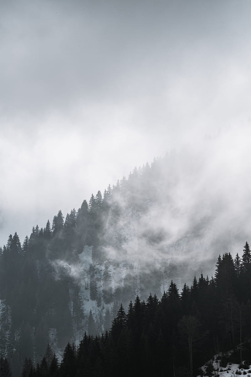 green trees covered by white clouds, HD phone wallpaper