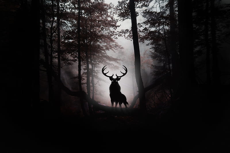 Deer Fantasy Artwork , deer, forest, animals, artist, digital-art, HD wallpaper
