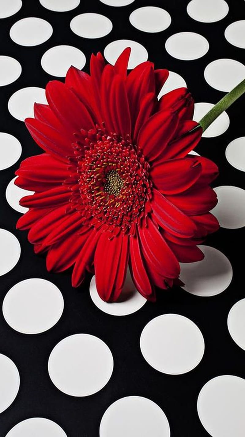 Red Flower, HD phone wallpaper