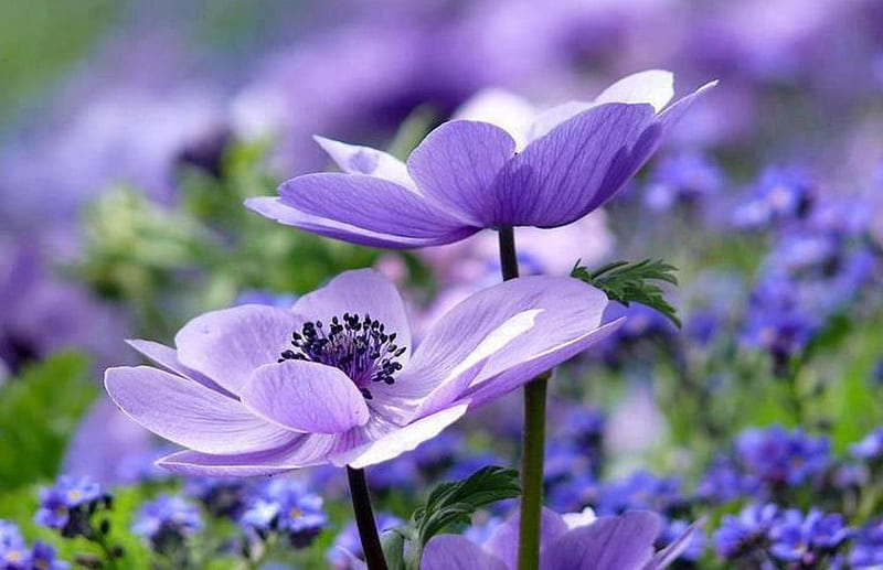 Purple Haze, pretty, flowers, nature, purple, HD wallpaper | Peakpx