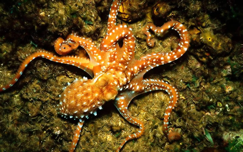 Common Octopus on Ocean Floor, oceans, octopus, nature, reefs, underwater fish, sealife, HD wallpaper