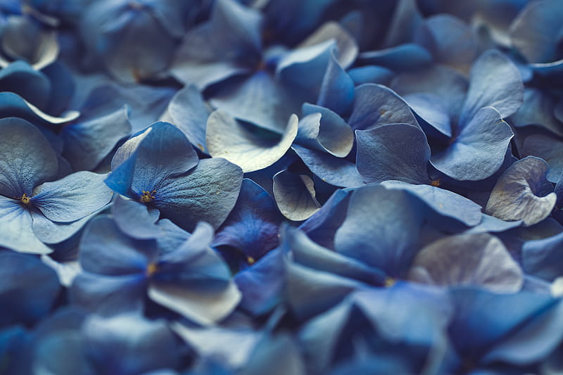 blue flower petals in close up graphy, HD wallpaper
