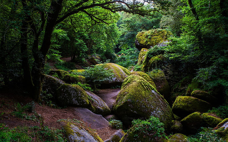 Earth, Forest, France, Moss, Stone, Tree, HD wallpaper