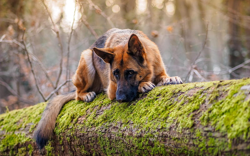 German Shepherd, cute puppy, pets, dogs, forest, HD wallpaper