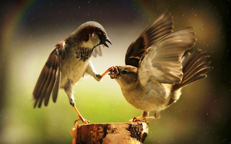 discussion, aggression, great , birds, birds, aggression, great , discussion, HD wallpaper